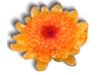 Captcha image 5051